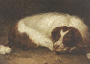 A sporting dog lying down